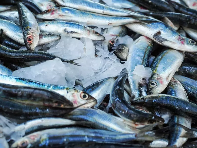 Cá biển là loại thực phẩm giàu omega-3 rất tốt cho người bị thoát vị đĩa đệm 